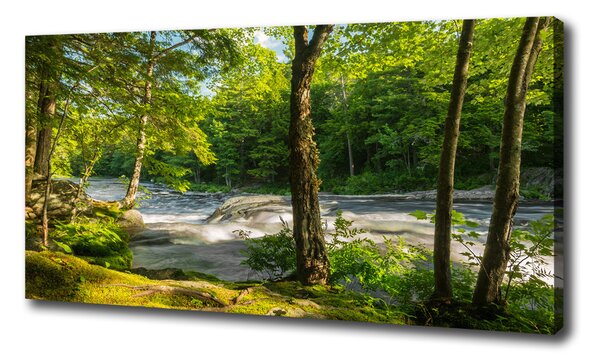Foto obraz na plátne Rieka v lese oc-66915556