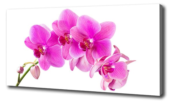 Foto obraz na plátne Ružová orchidea oc-67673367