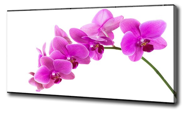Foto obraz na plátne Ružová orchidea oc-67691978