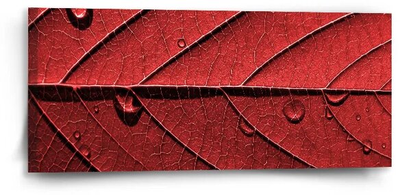 Sablio Obraz Červený list - 110x50 cm