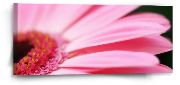 Sablio Obraz Ružová gerbera - 110x50 cm