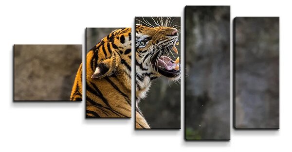 Sablio Obraz - 5-dílný Revúci tiger - 100x60 cm