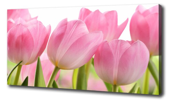 Foto obraz na plátne Ružové tulipány oc-76775867