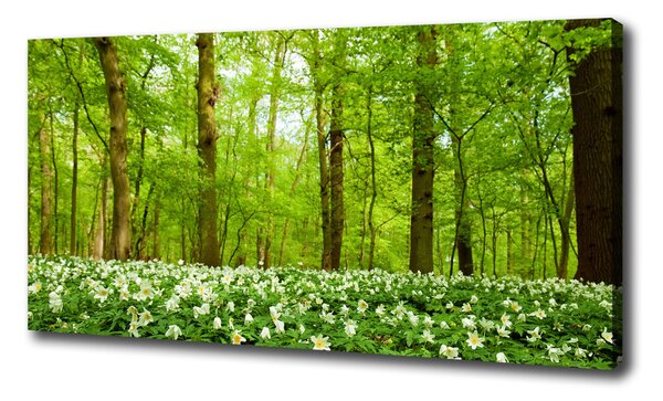 Foto obraz na plátne Kvety v lese oc-83235444