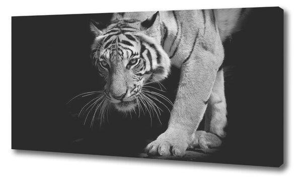 Foto obraz na plátne Tiger oc-89533463