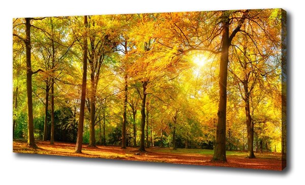 Foto obraz canvas Jesenný les oc-89529230