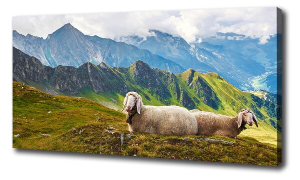 Moderný obraz canvas na ráme Ovce v Alpách oc-90327187