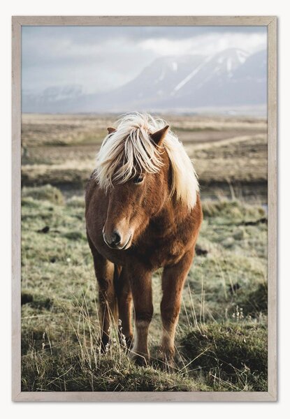 Nástenná dekorácia v ráme Horse