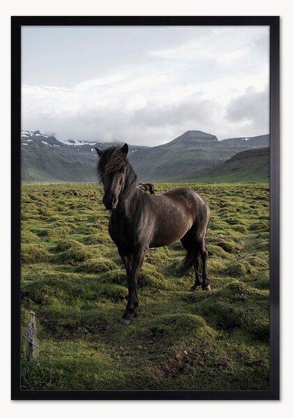 Nástenná dekorácia v ráme Stallion