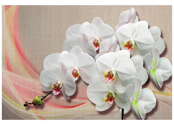 Tapeta biela orchidea na plátne