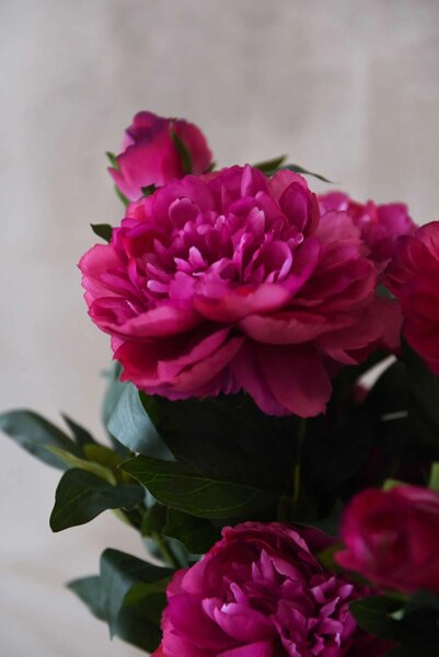 Umelá pivonka v krémovom kvetináči PEONY, výška 70 cm, tmavo ružová