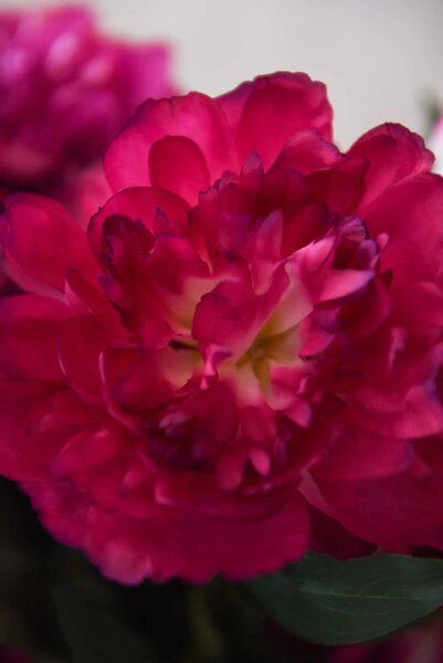 Umelá pivonka v krémovom kvetináči PEONY, výška 70 cm, tmavo ružová
