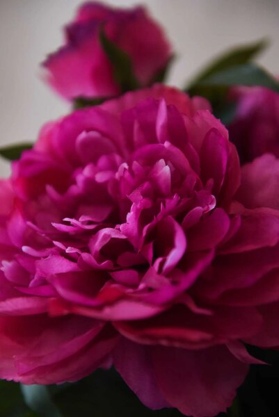 Umelá pivonka v krémovom kvetináči PEONY, výška 70 cm, tmavo ružová