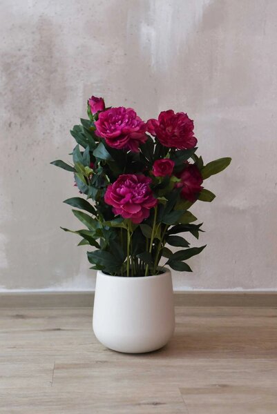 Umelá pivonka v krémovom kvetináči PEONY, výška 70 cm, tmavo ružová