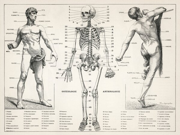 Ilustrácia Antique Illustration of the Human Body & Skeleton (Biology), (40 x 30 cm)