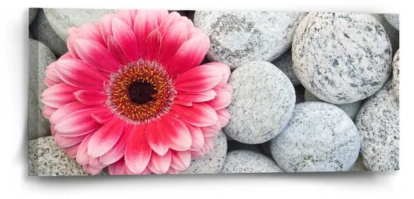 Sablio Obraz Gerbera na kameňoch - 110x50 cm