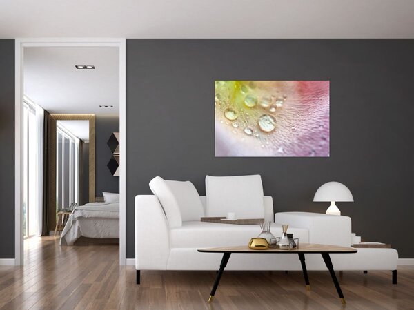 Obraz - Kvapky rosy (90x60 cm)