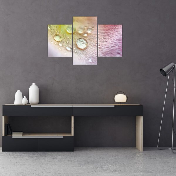 Obraz - Kvapky rosy (90x60 cm)