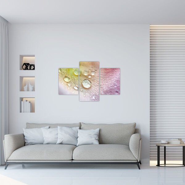 Obraz - Kvapky rosy (90x60 cm)
