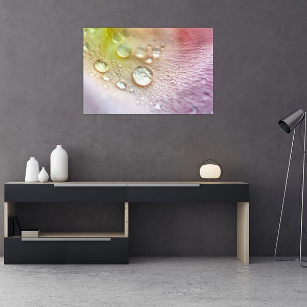 Obraz - Kvapky rosy (90x60 cm)