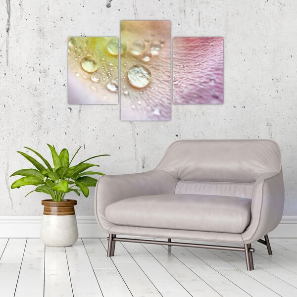 Obraz - Kvapky rosy (90x60 cm)