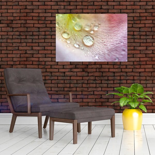 Obraz - Kvapky rosy (90x60 cm)
