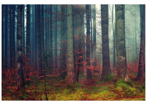 Fototapeta tajomstvo lesa