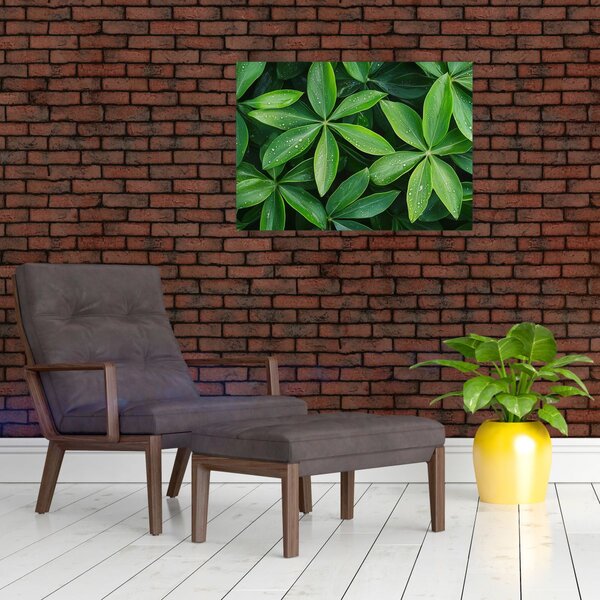 Obraz - Listy s kvapkami rosy (70x50 cm)