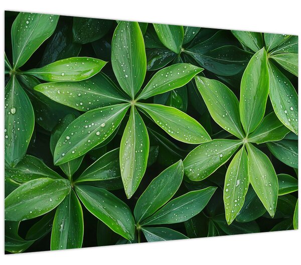 Obraz - Listy s kvapkami rosy (90x60 cm)