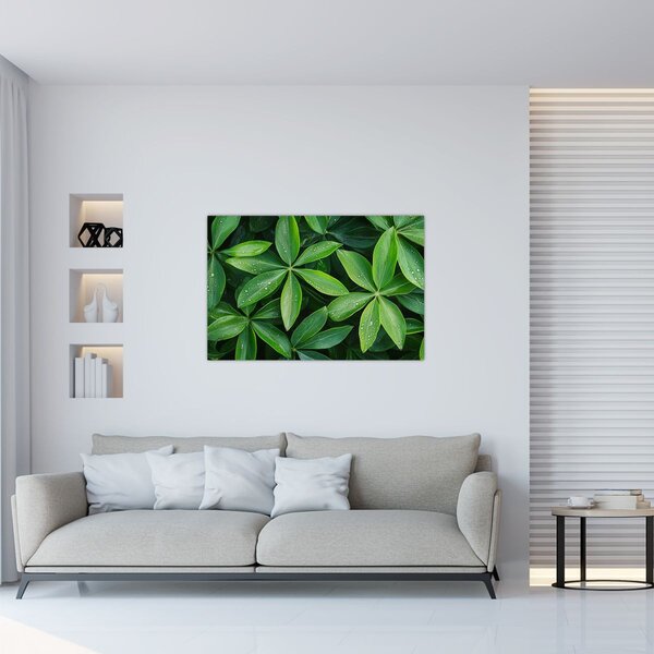 Obraz - Listy s kvapkami rosy (90x60 cm)