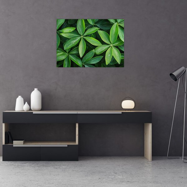 Obraz - Listy s kvapkami rosy (70x50 cm)
