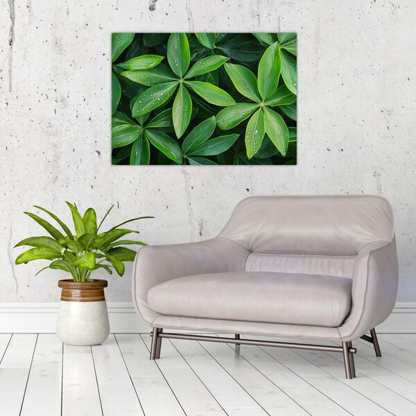 Obraz - Listy s kvapkami rosy (70x50 cm)