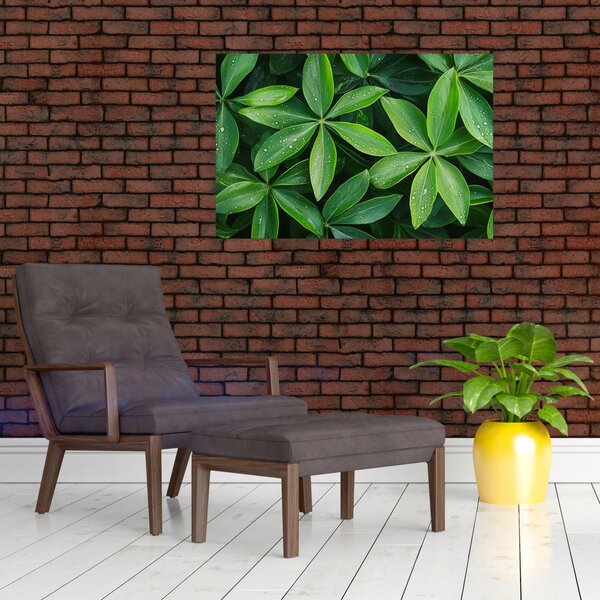 Obraz - Listy s kvapkami rosy (90x60 cm)