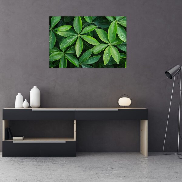 Obraz - Listy s kvapkami rosy (90x60 cm)