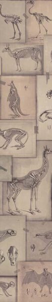 MINDTHEGAP Zooarchaeology - tapeta