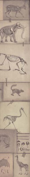 MINDTHEGAP Zooarchaeology - tapeta
