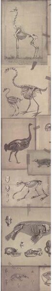 MINDTHEGAP Zooarchaeology - tapeta