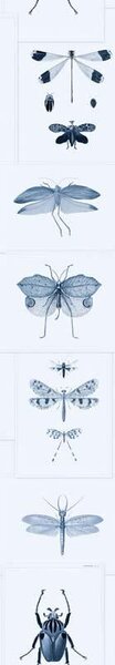 MINDTHEGAP Entomology Blue - tapeta