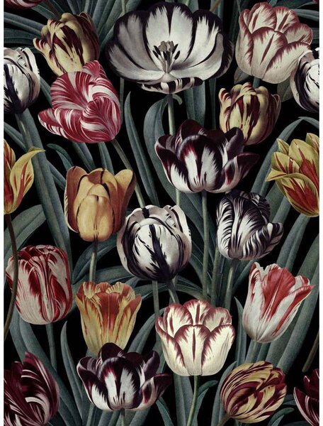 MINDTHEGAP Tulipa Dark - tapeta