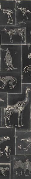 MINDTHEGAP Zooarchaeology Anthracite - tapeta