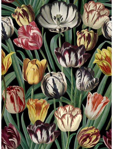 MINDTHEGAP Tulipa - tapeta