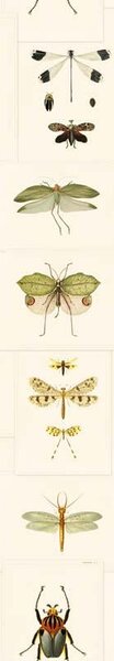 MINDTHEGAP Entomology - tapeta