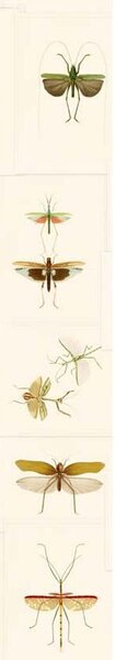 MINDTHEGAP Entomology - tapeta
