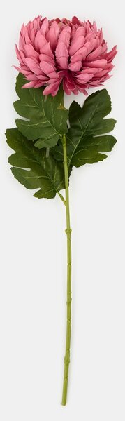 Sinsay - Dekoratívna rastlina – chryzantéma - lilavá