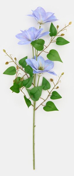 Sinsay - Okrasná rastlina – plamienok - svetlomodrá