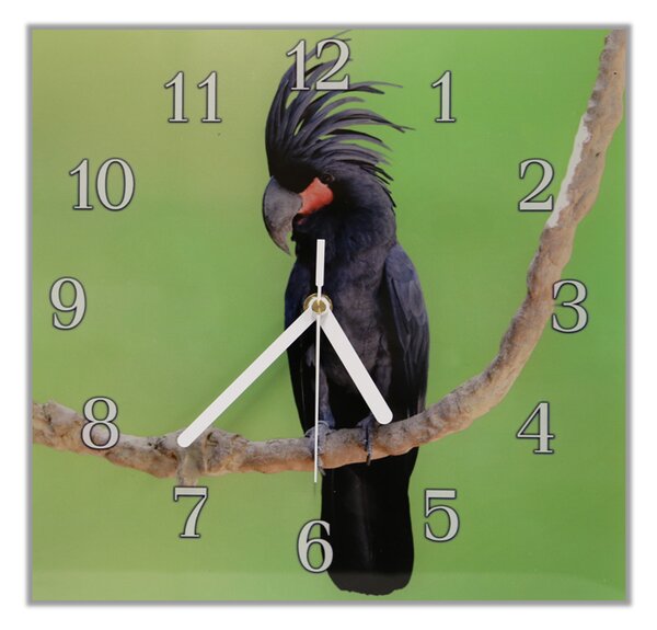Nástenné hodiny papagáj 30x30cm XXVI - plexi