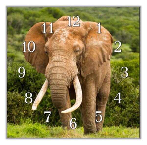 Nástenné hodiny slon 30x30cm I - plexi