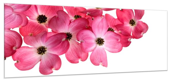 Obraz sklenený ružové kvety na bielom pozadí - 50 x 100 cm