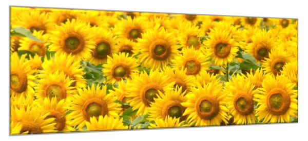 Obraz sklenený poľa kvety slnečníc - 30 x 60 cm