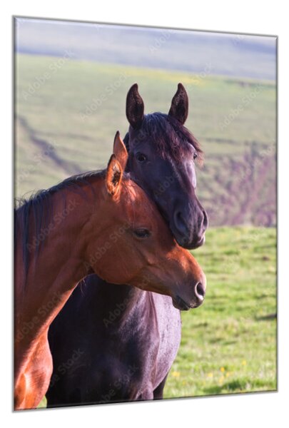Obraz sklenený dva arabské kone na lúke - 50 x 100 cm